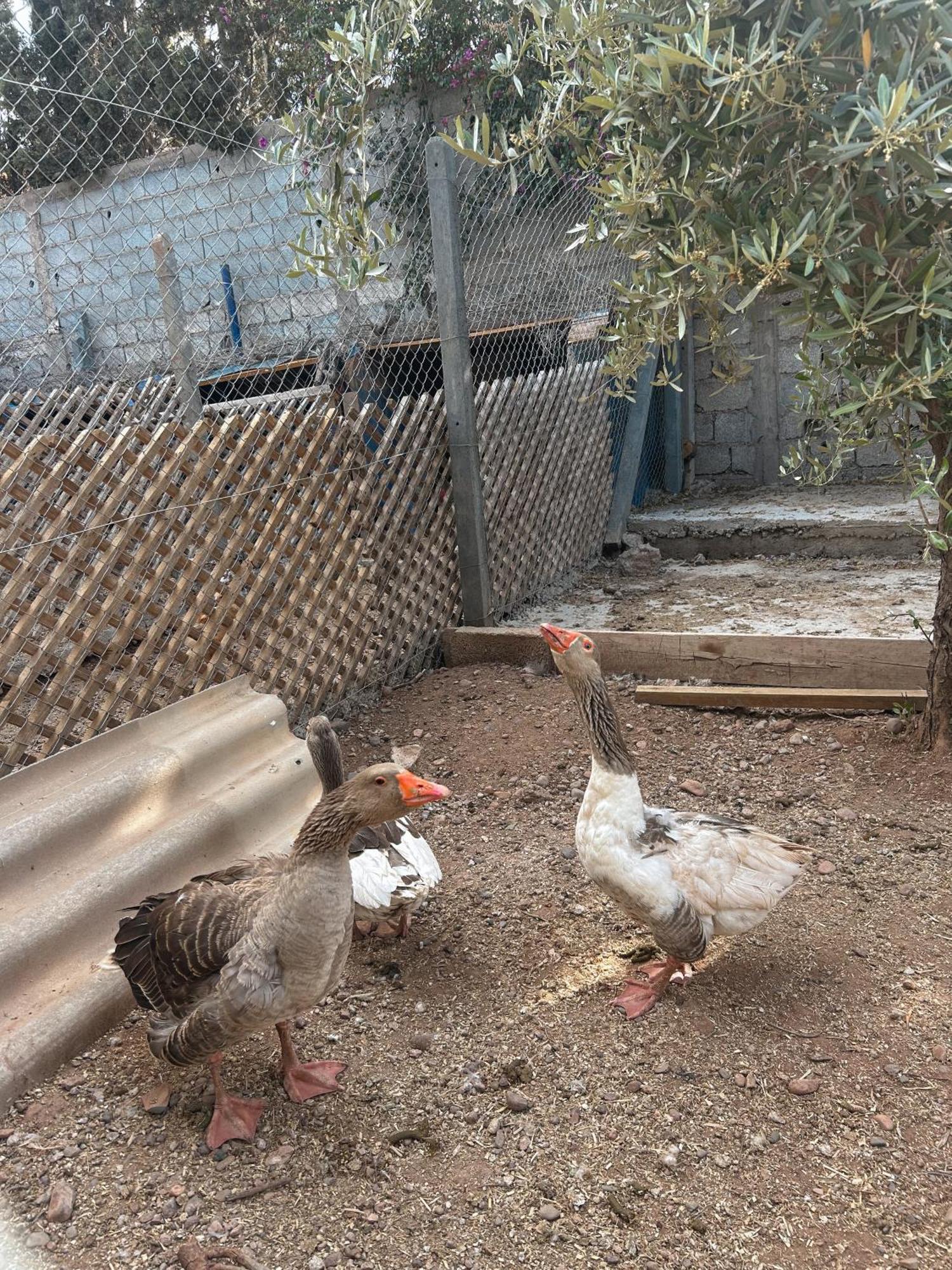 Homestay Fekhara Country Club Marrakesh